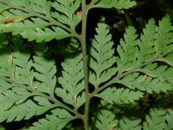 Parapolystichum microsorum. Adaxial surface of frond showing whitish hairs on rachis and costae.
 Image: L.R. Perrie © Leon Perrie CC BY-NC 3.0 NZ